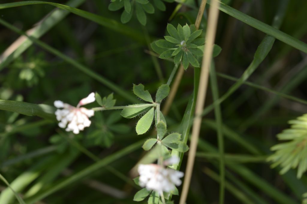 Lotus herbaceus / Trifoglino erbaceo